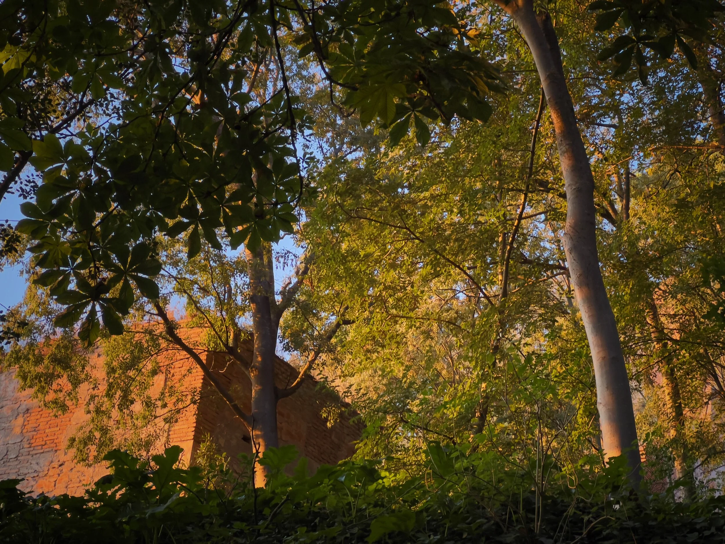 El bosque de la Alhambra, en mi ciudad natal, es uno de los lugares más mágicos del mundo. La luz del atardecer entre los árboles y la antigua fortaleza es delicada y siempre difícil de capturar.